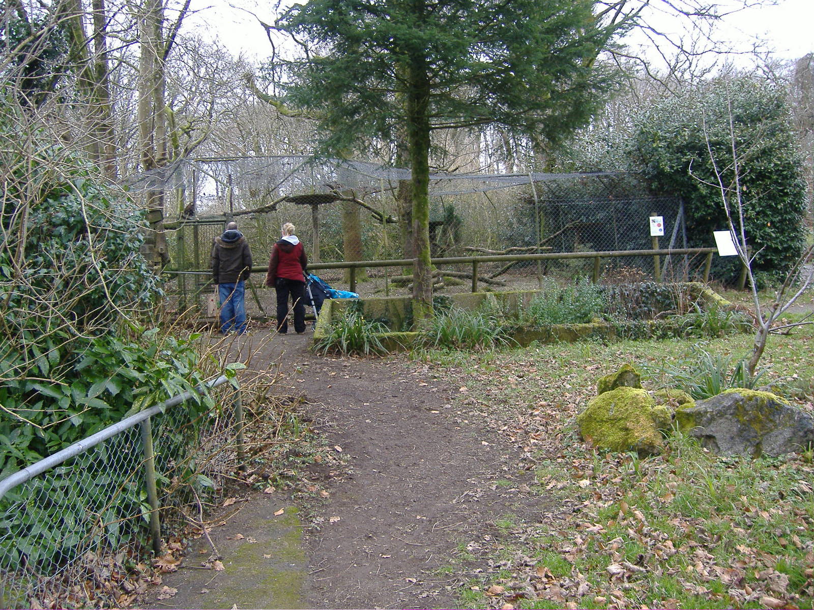 birds of prey dartmoor