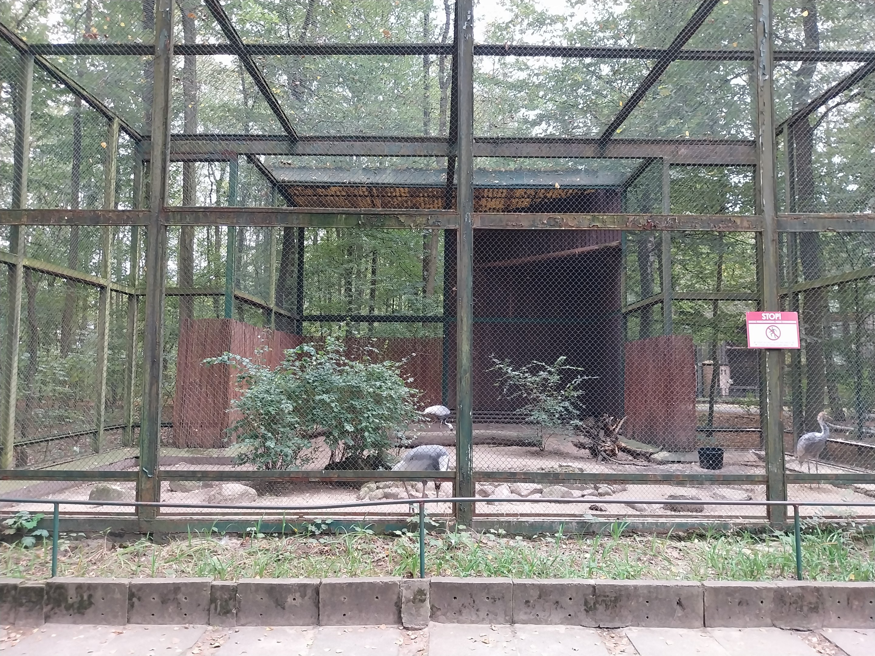 Birds of Prey - European Crane (Grus grus)