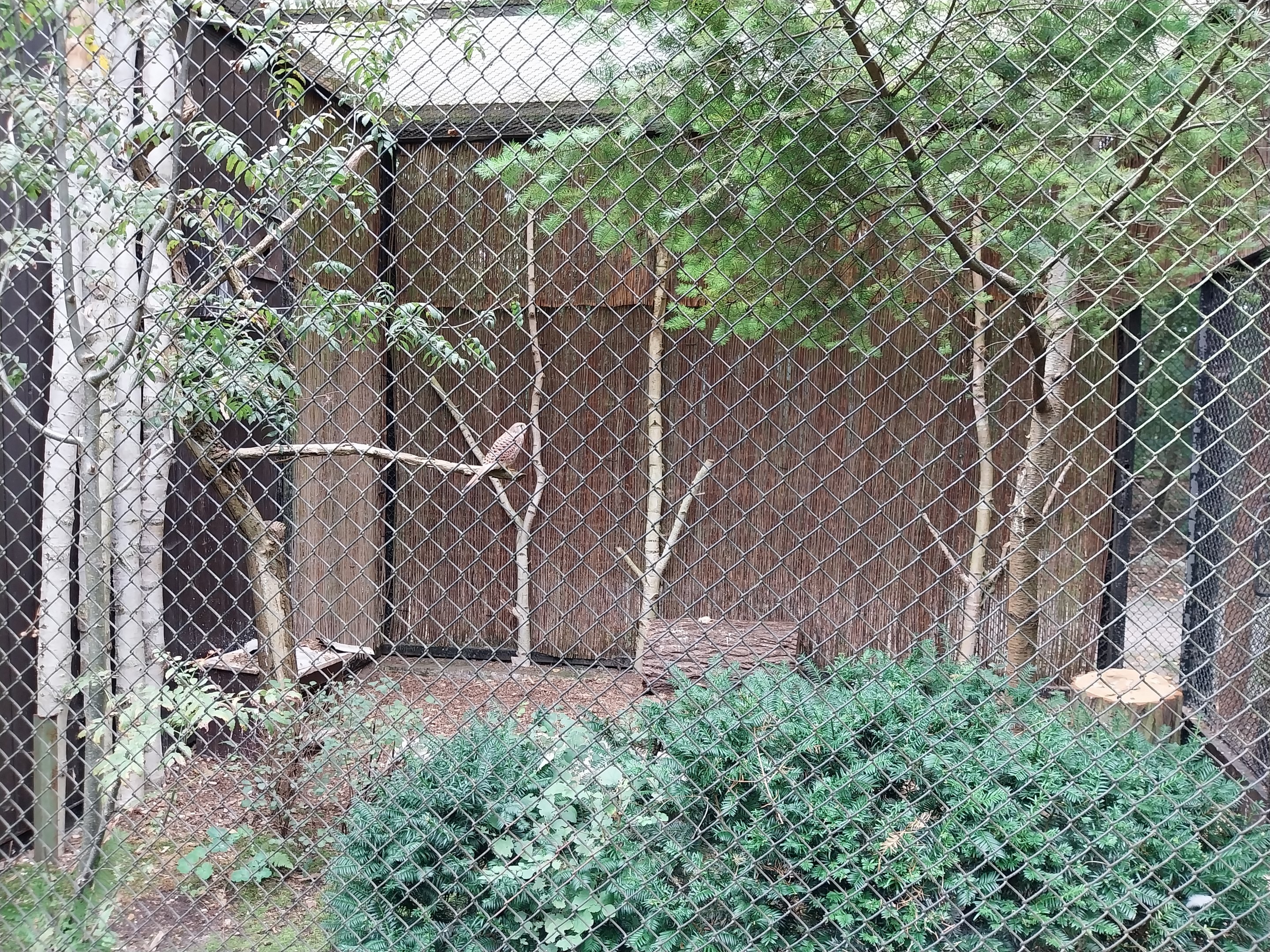 Birds of prey - European Kestrel (Falco tinnunculus tinnunculus)