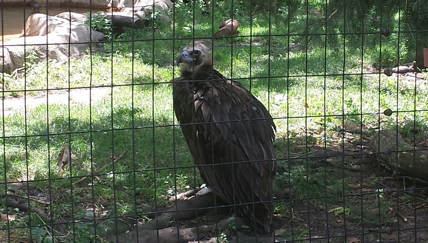 Birds of Prey Exhibit - Cinerous Vulture