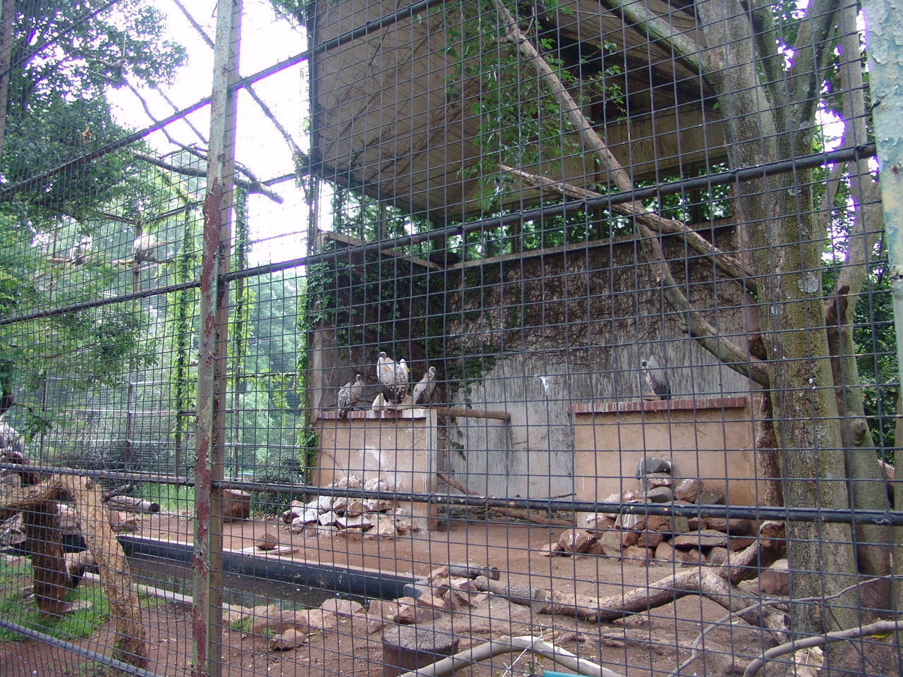 Birds of Prey exhibit