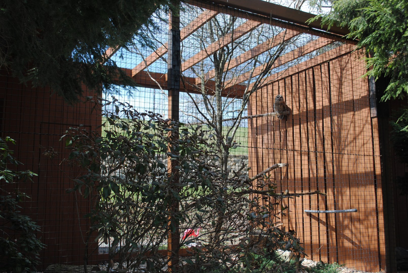 Birds of Prey Exhibits (Barred Owl)