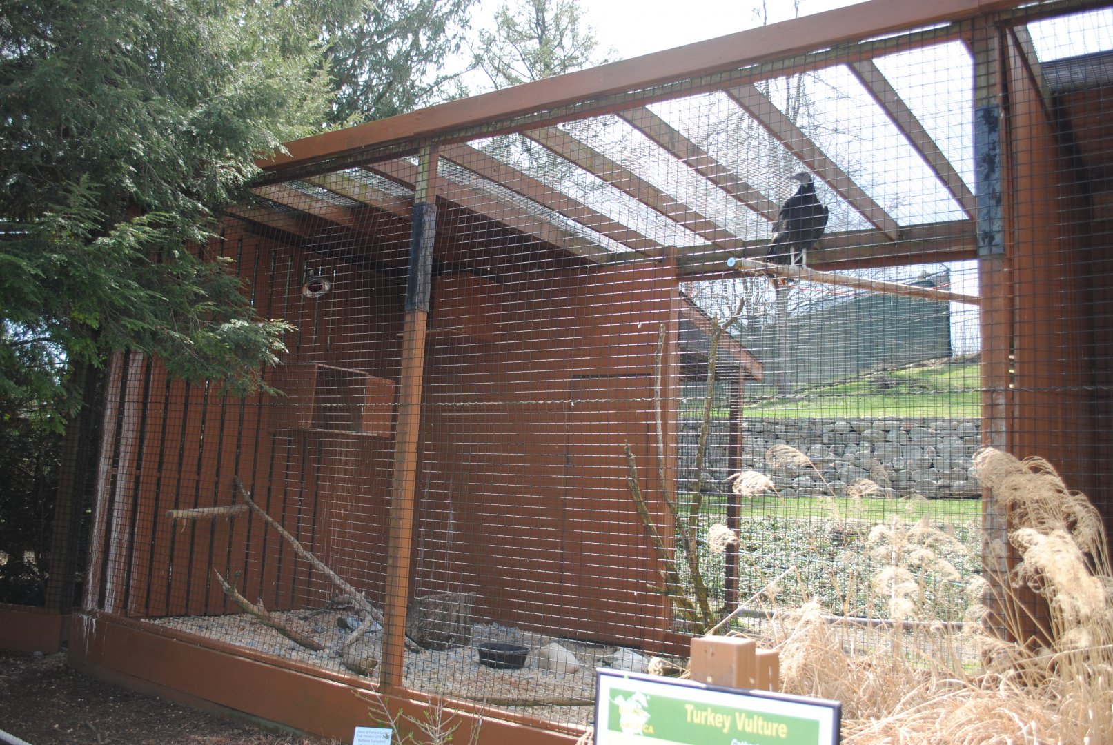 Birds of Prey Exhibits (Black Vulture)