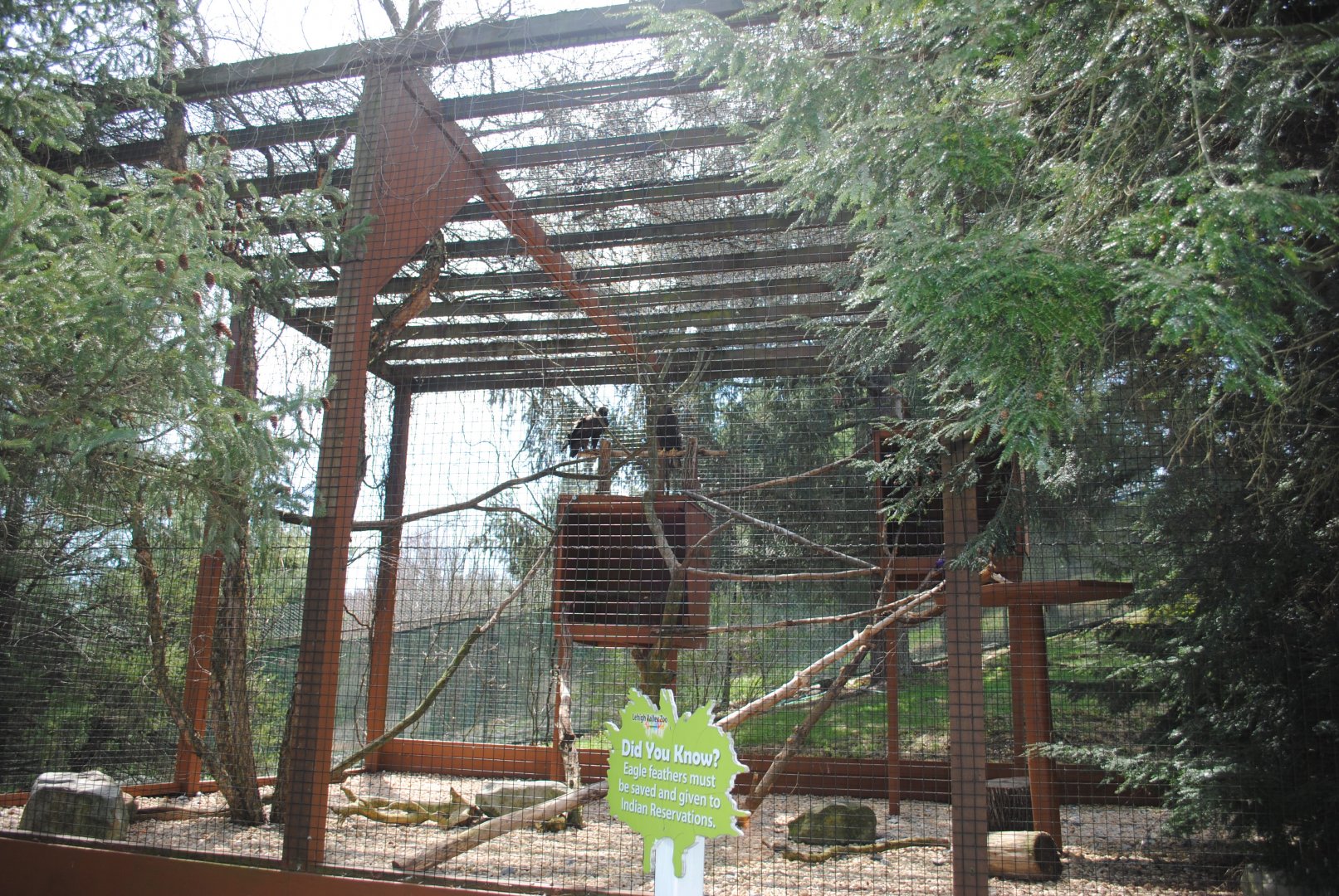 Birds of Prey Exhibits (Golden Eagle and immature Bald Eagle)
