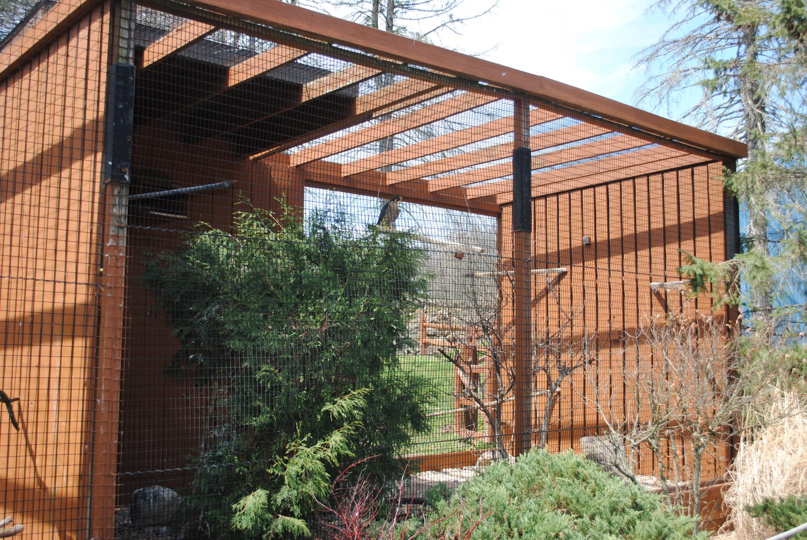 Birds of Prey Exhibits (Peregrine Falcon)