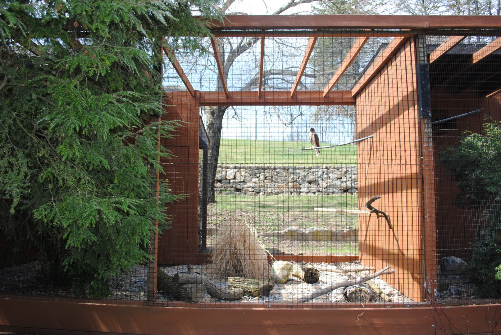 Birds of Prey Exhibits (Red-tailed Hawk)