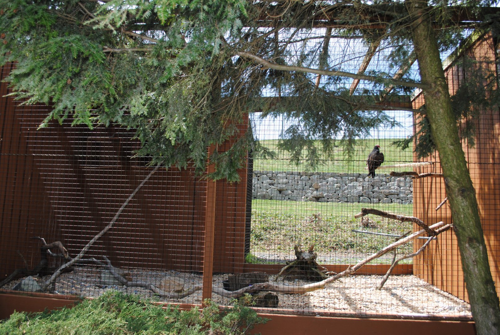 Birds of Prey Exhibits (Turkey Vulture)