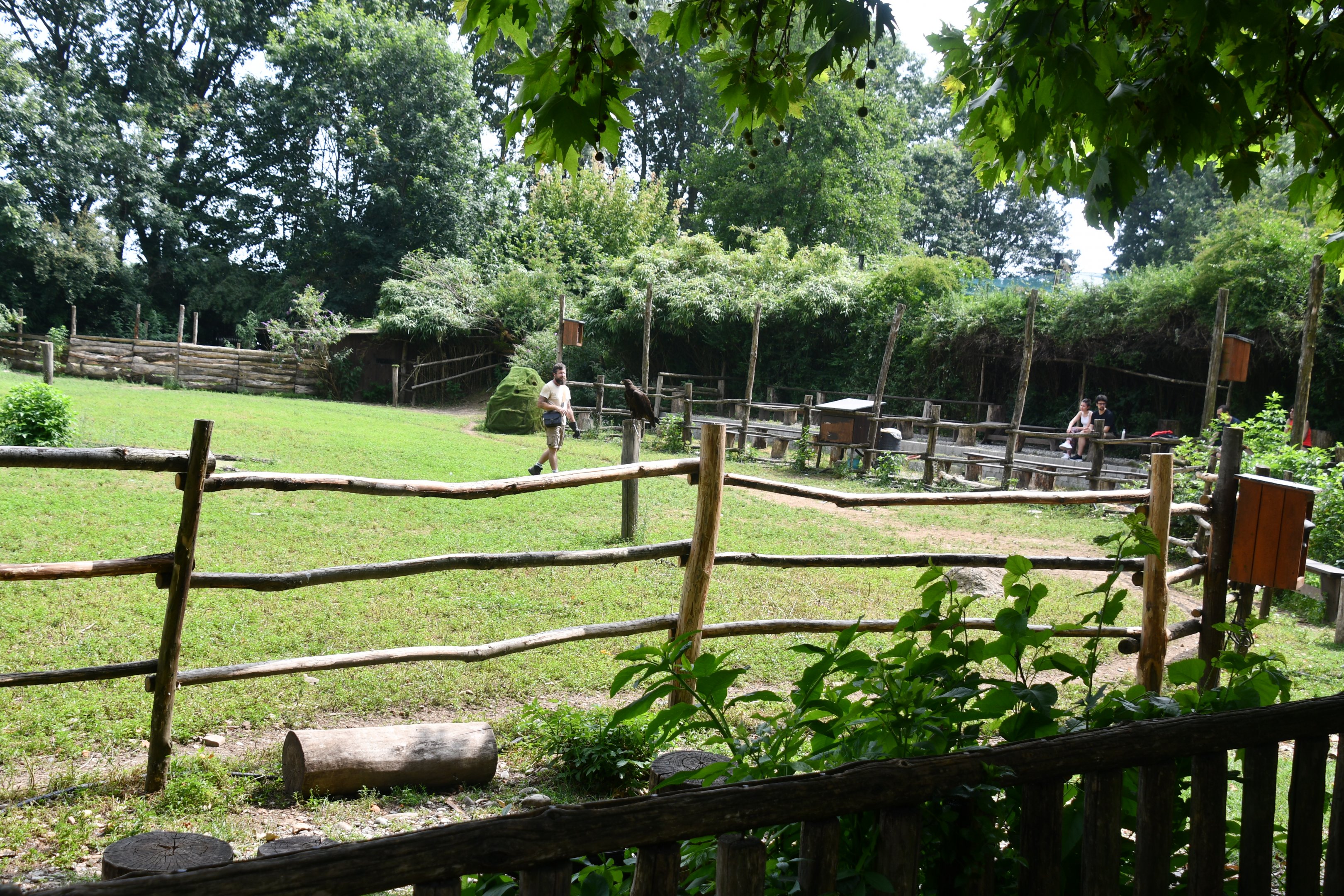 Birds of Prey flight show arena (a section of a Przewalski's Horses paddock)