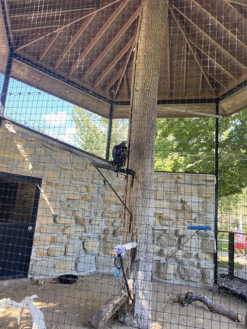 Birds of prey- golden eagle exhibit
