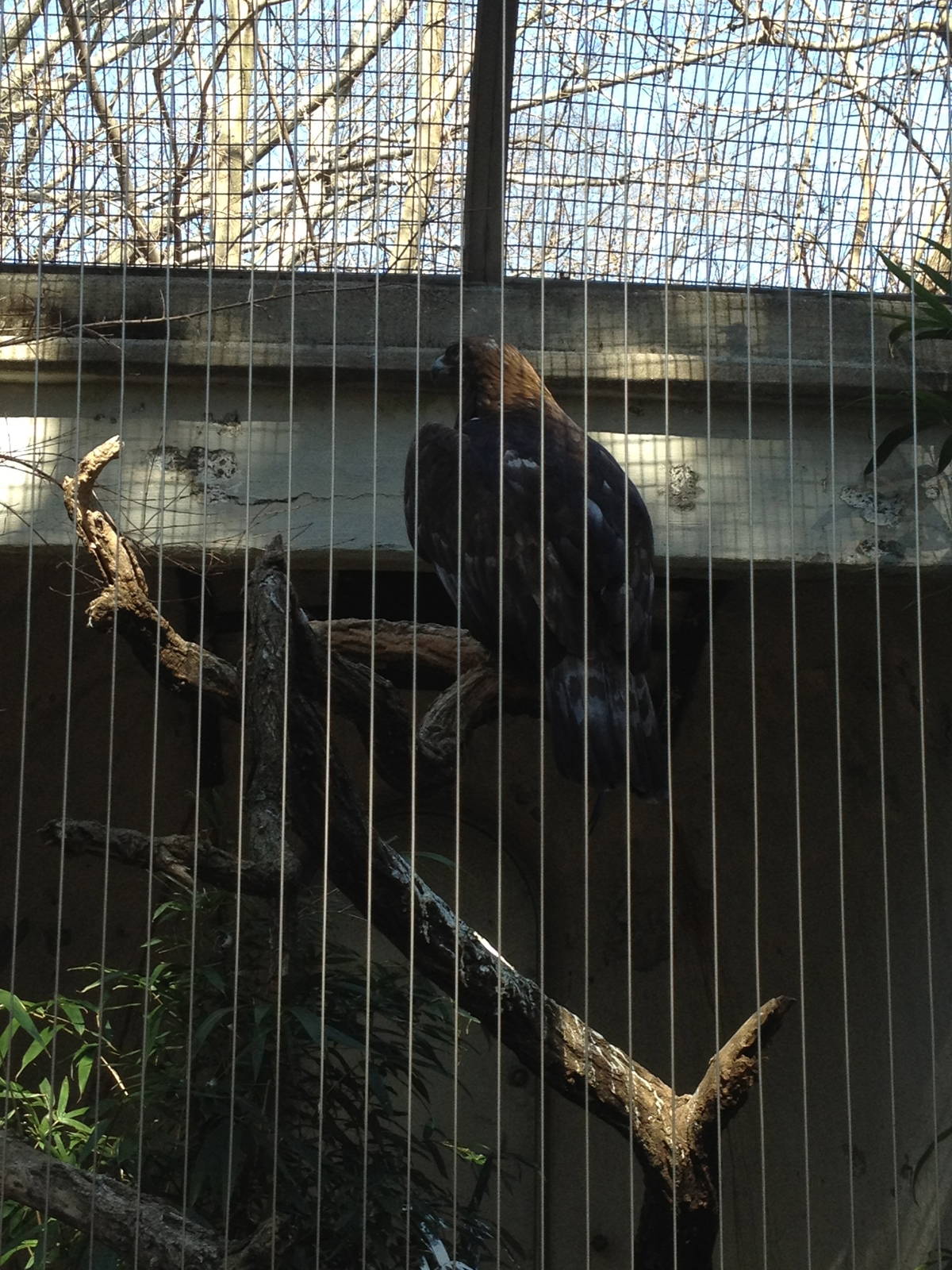 Birds of Prey - Golden Eagle