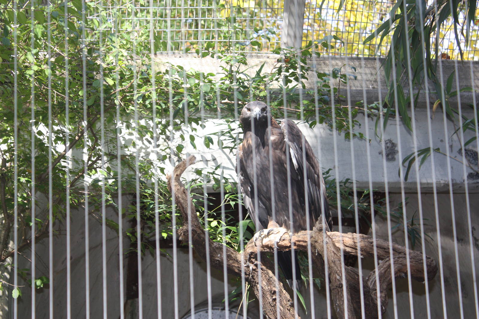 Birds of Prey- Golden Eagles