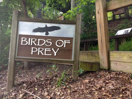 Birds of Prey graphic