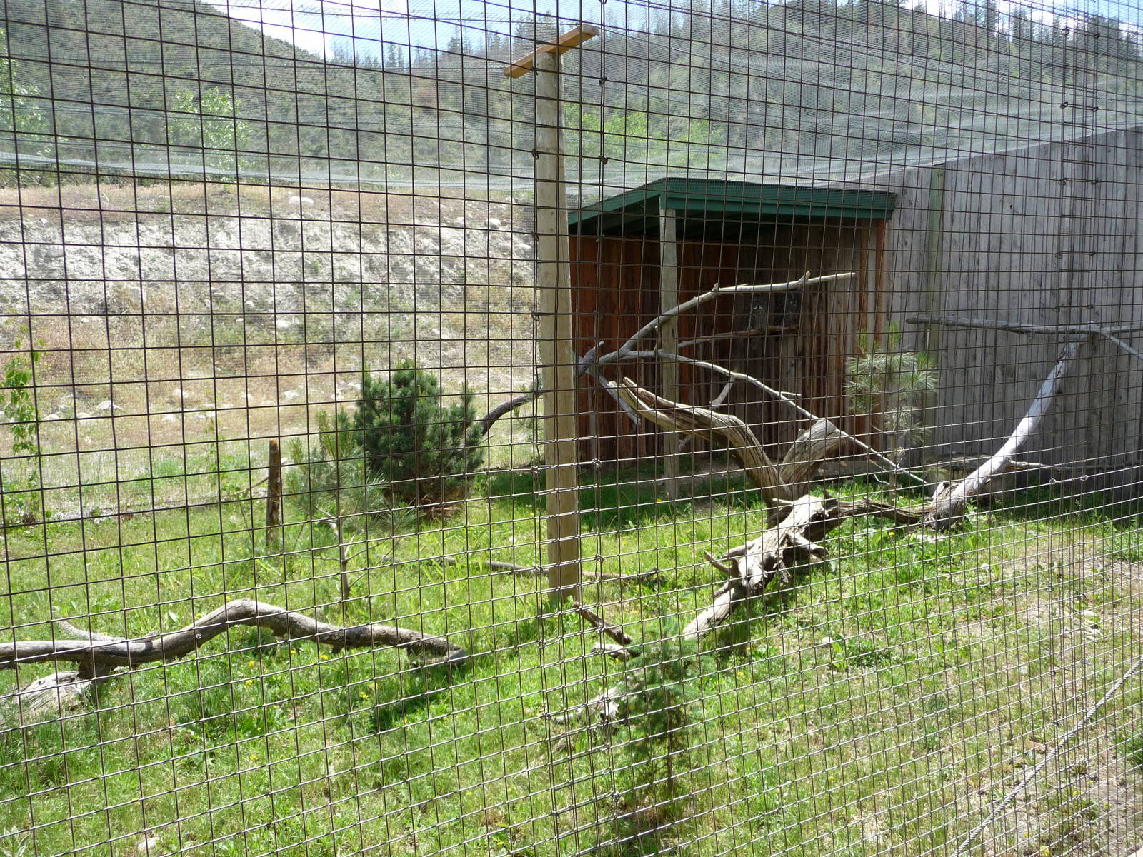 Birds Of Prey - Great Grey Owl Exhibit