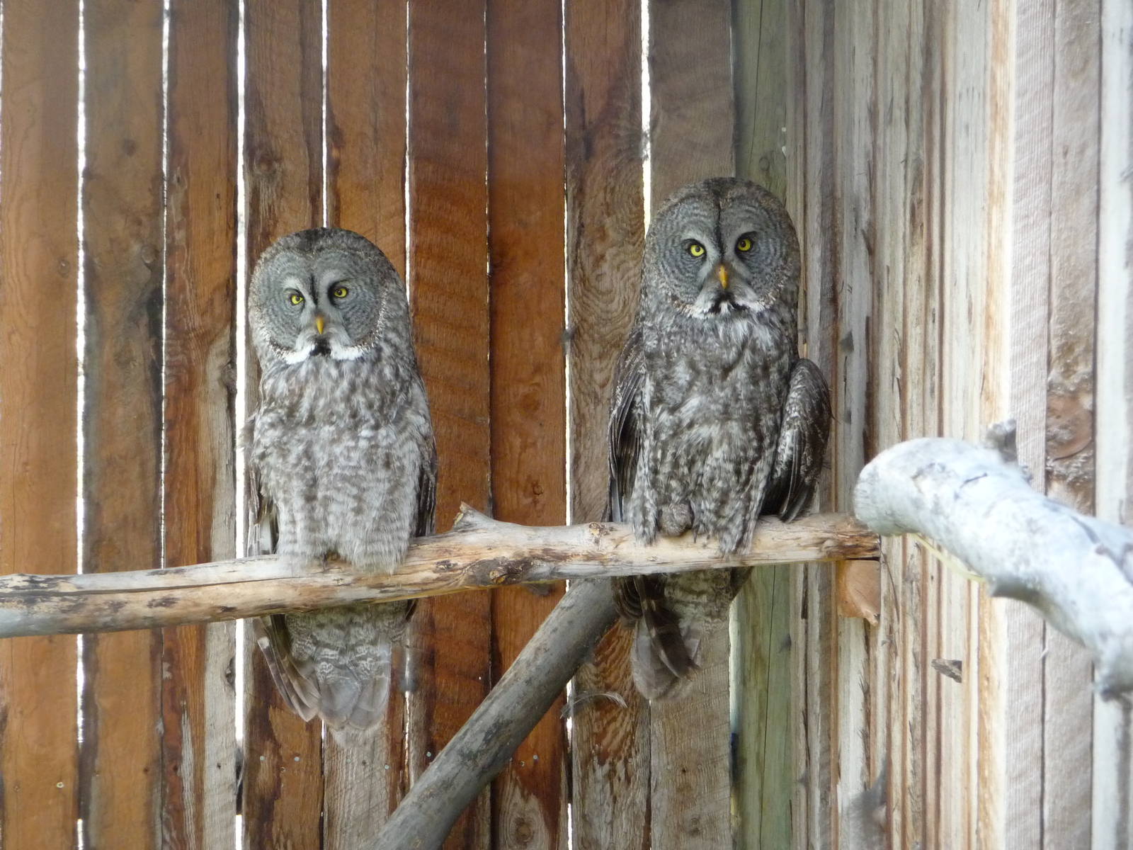 Birds Of Prey - Great Grey Owls