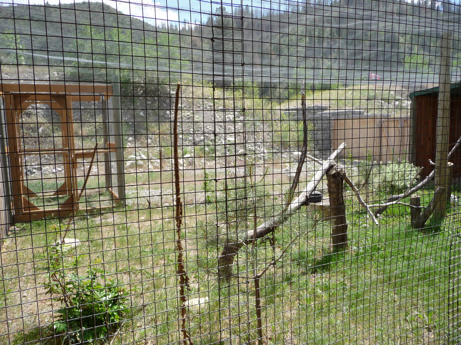 Birds Of Prey - Great Horned Owl Exhibit