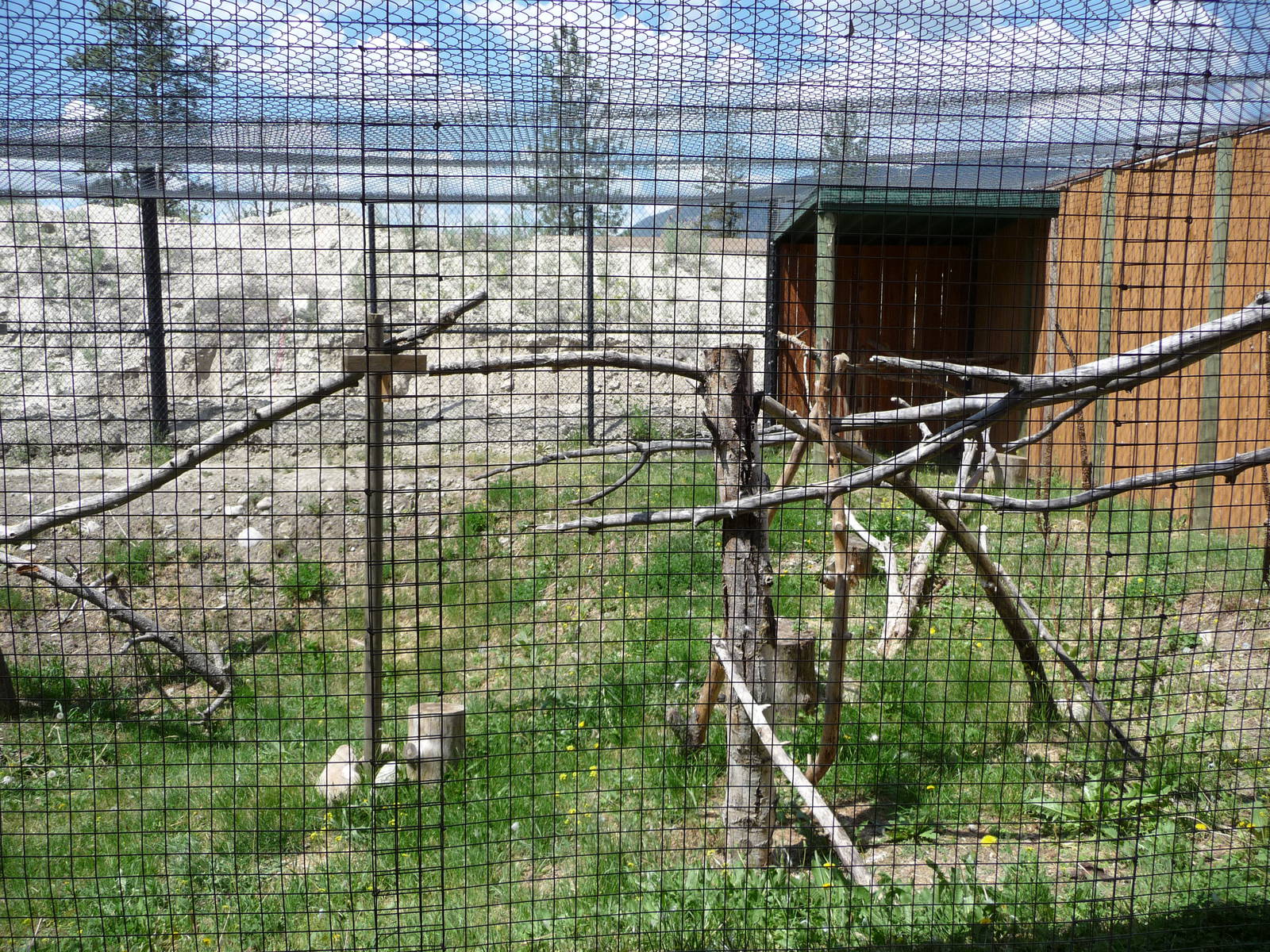 Birds Of Prey - Great Horned Owl Exhibit