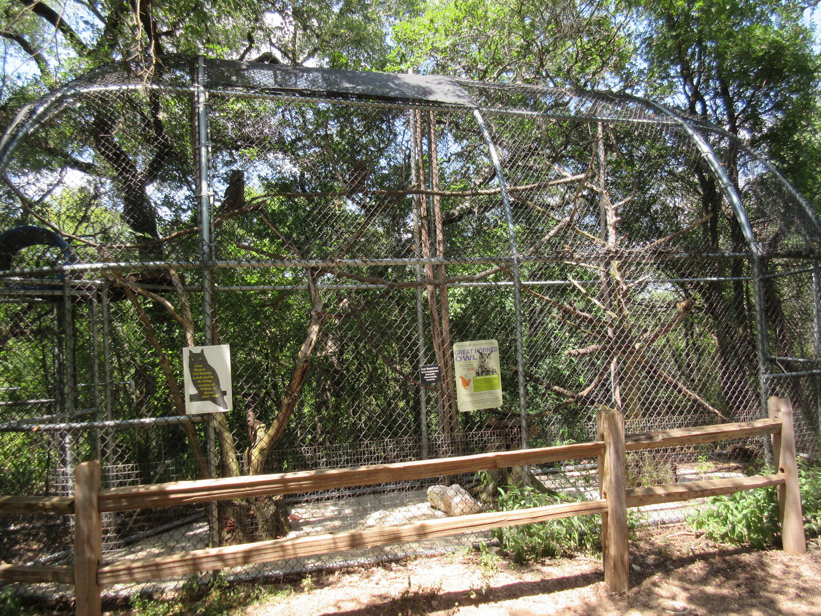 Birds of Prey - Great Horned Owl Exhibit
