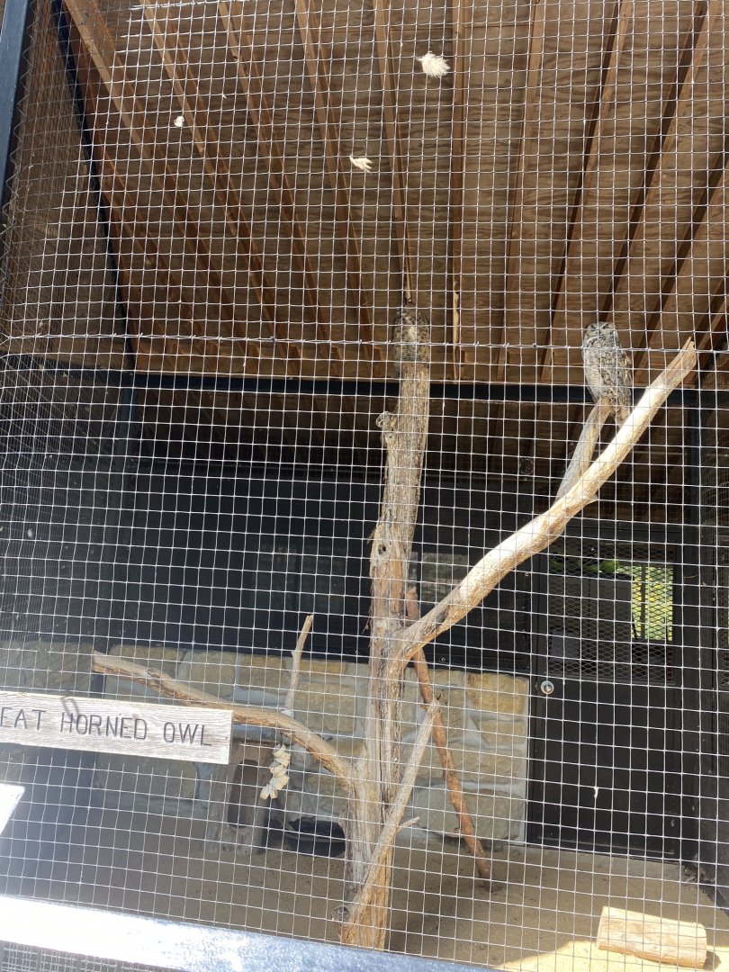Birds of prey- Great horned owl exhibit