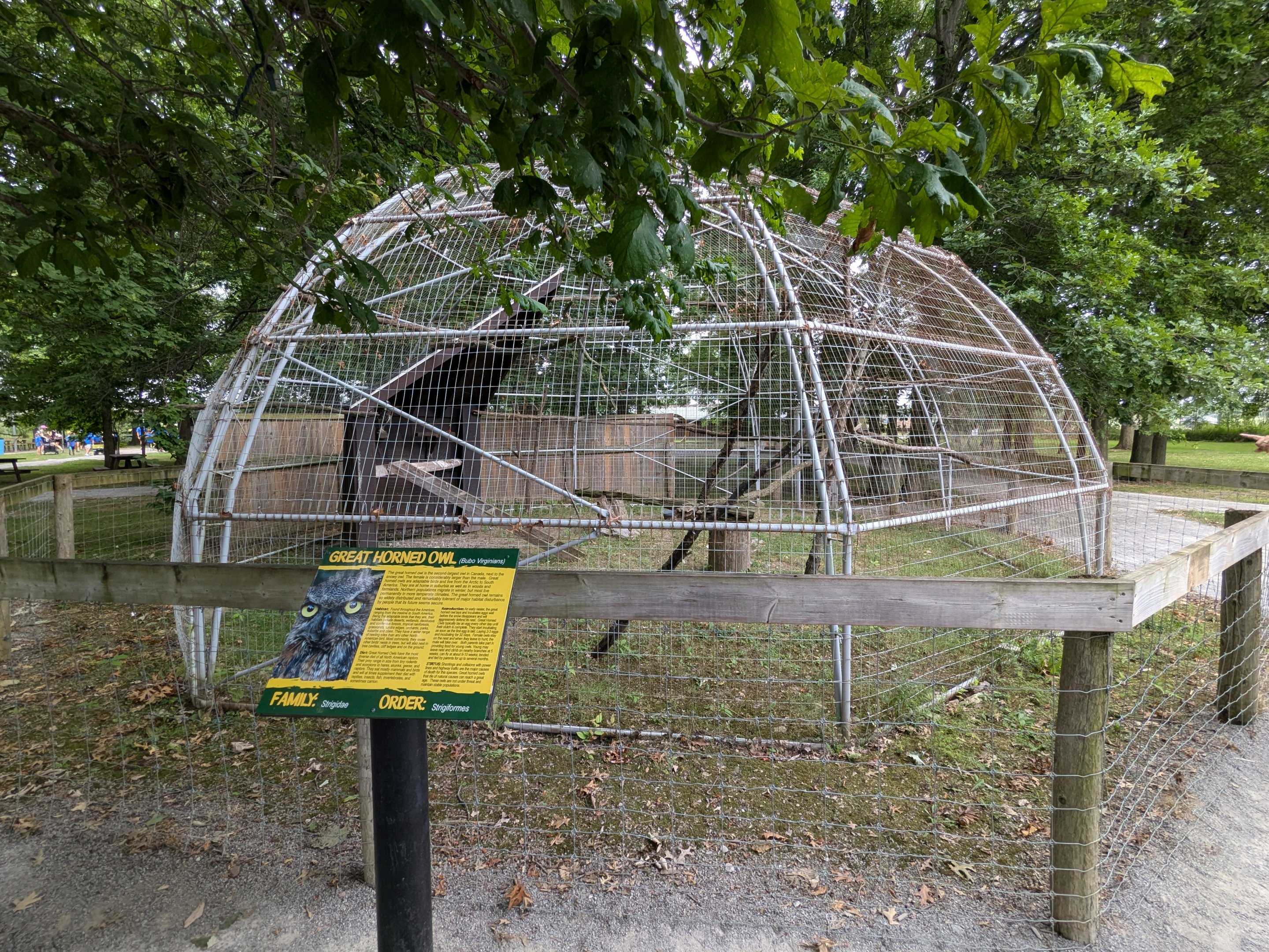 Birds of Prey - Great Horned Owl