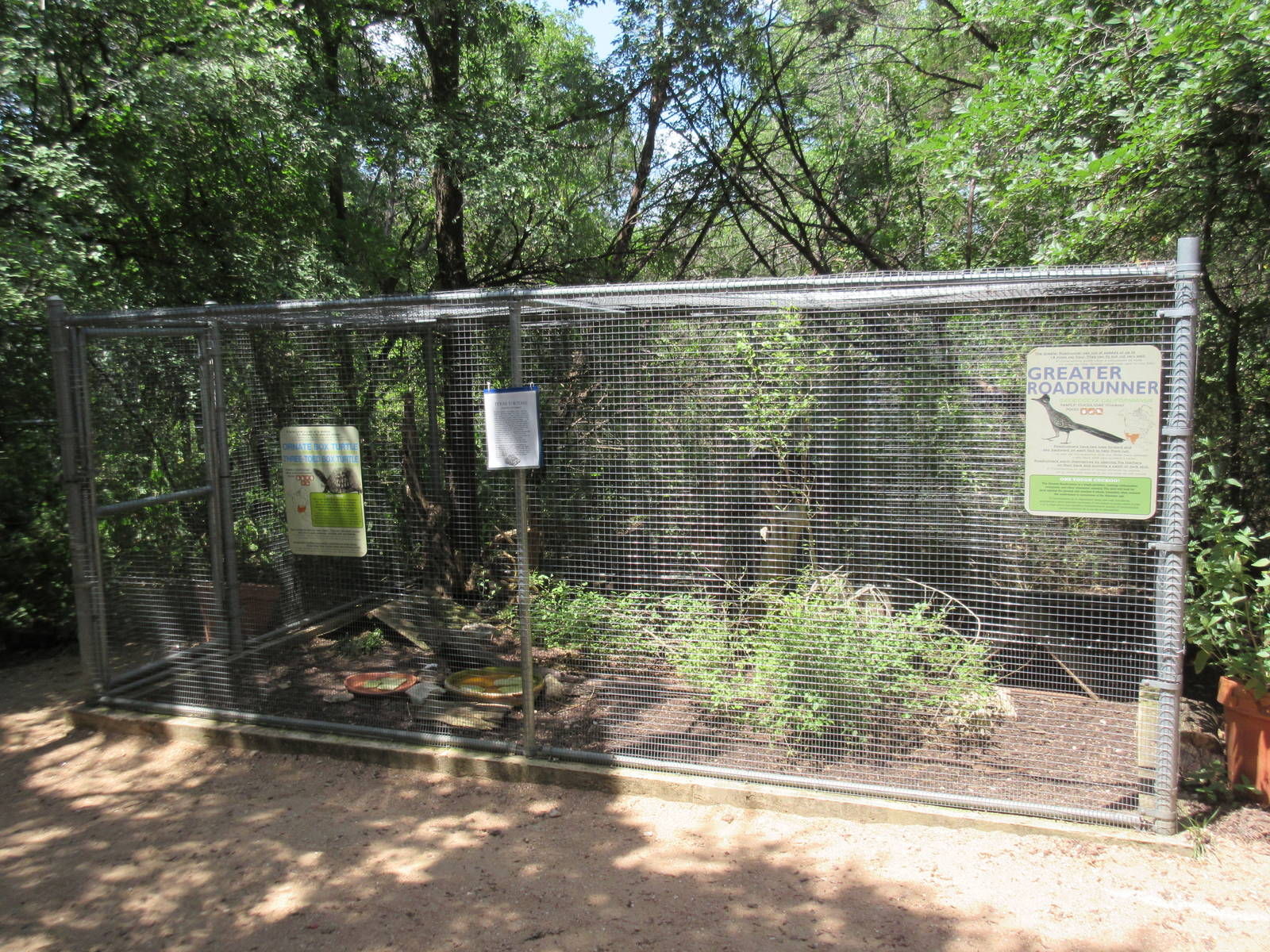Birds of Prey - Greater Roadrunner/Desert Tortoise Exhibit