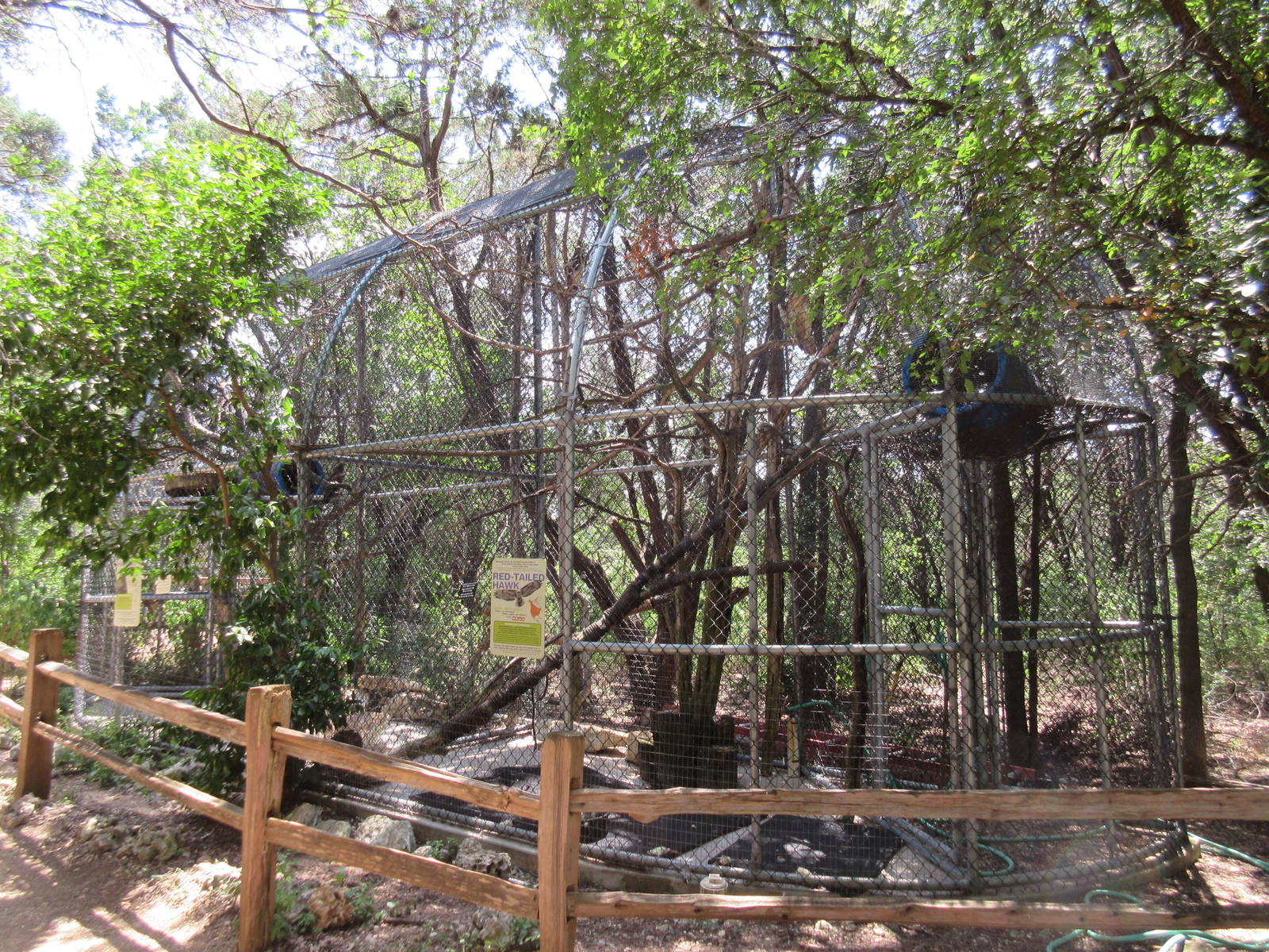 Birds of Prey - Harris' Hawk/Red-Tailed Hawk Exhibit