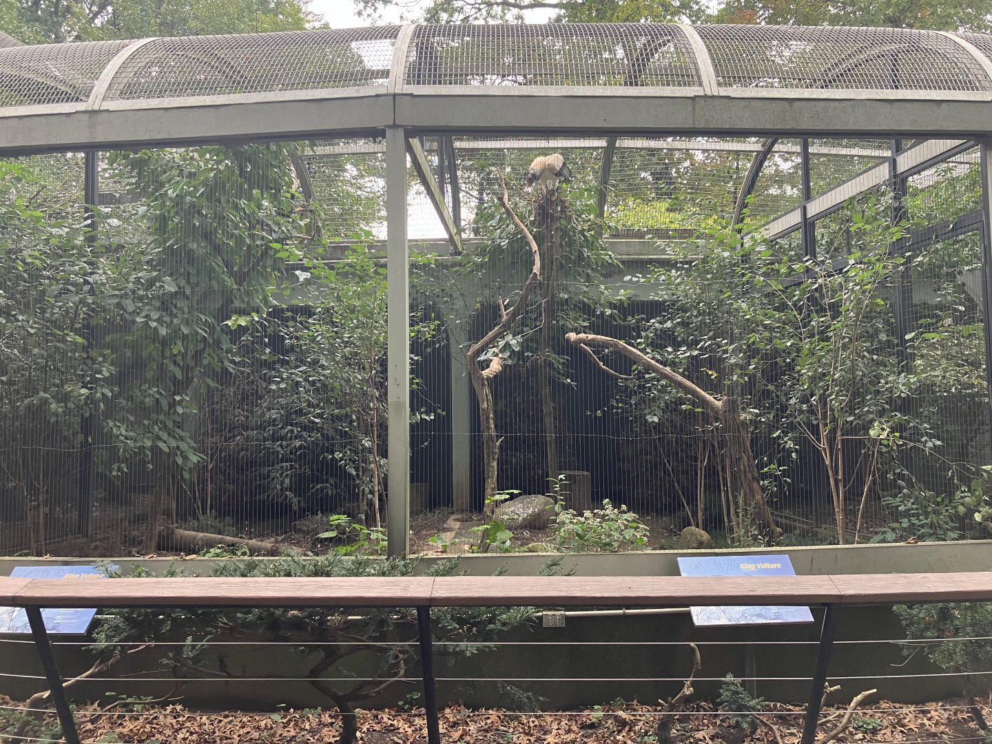 Birds of Prey - King Vulture Exhibit