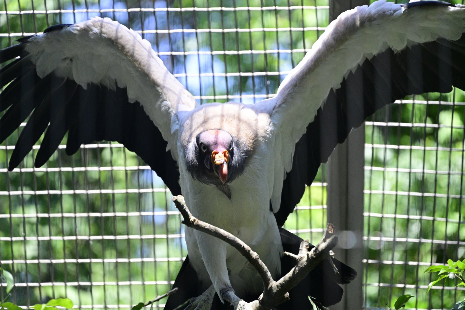 Birds of Prey - King Vulture (Sarcoramphus papa)