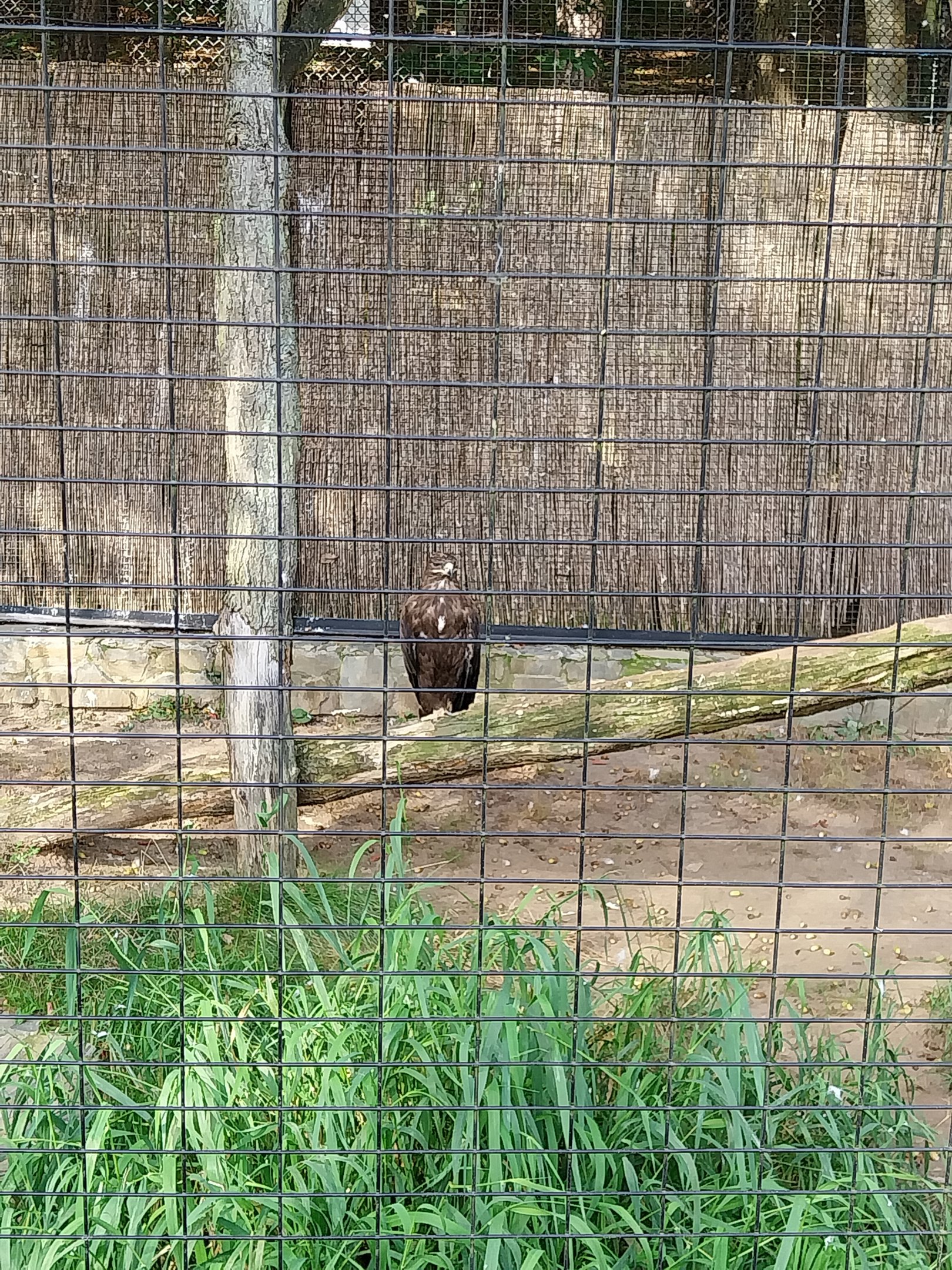 Birds of Prey - Mongolian Tawny Eagle (Aquila nipalensis)