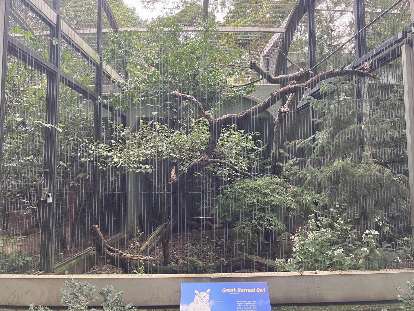 Birds of Prey Newfoundland Great Horned Owl Exhibit