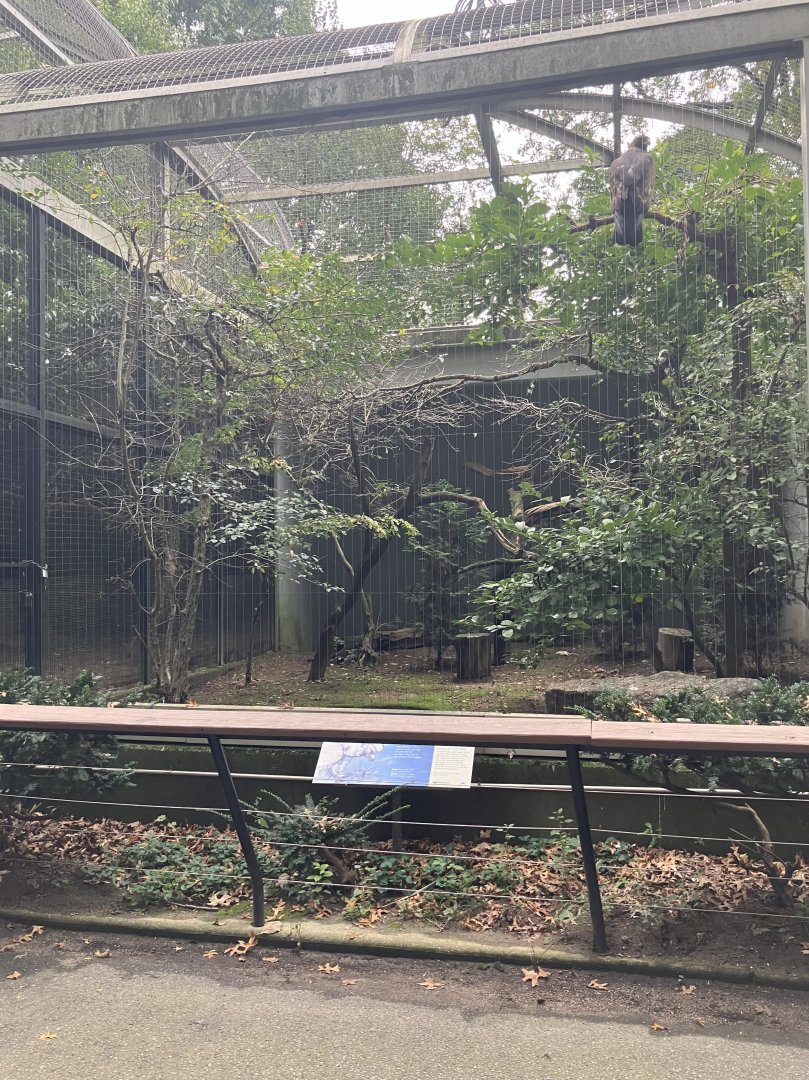 Birds of Prey - North American Golden Eagle Exhibit
