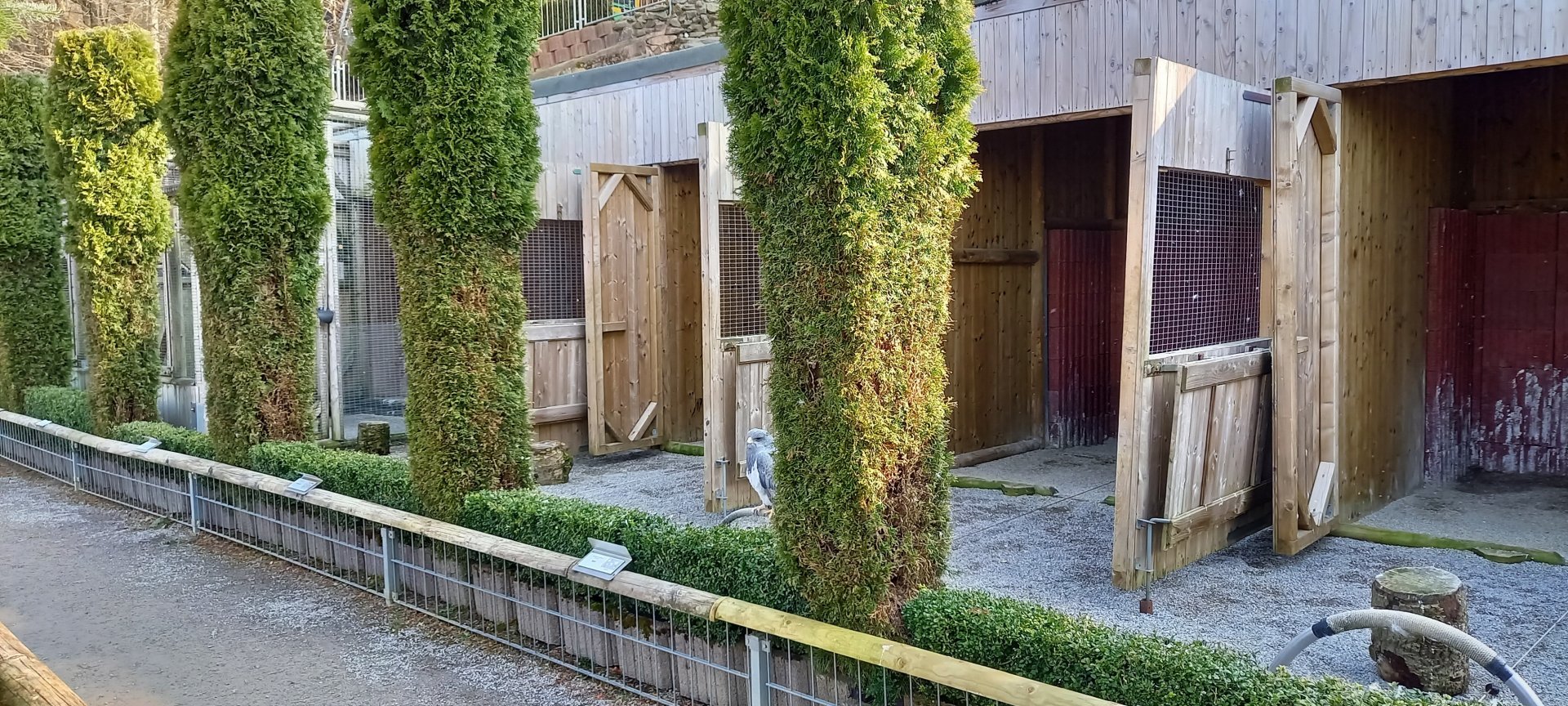 Birds of prey on block perches