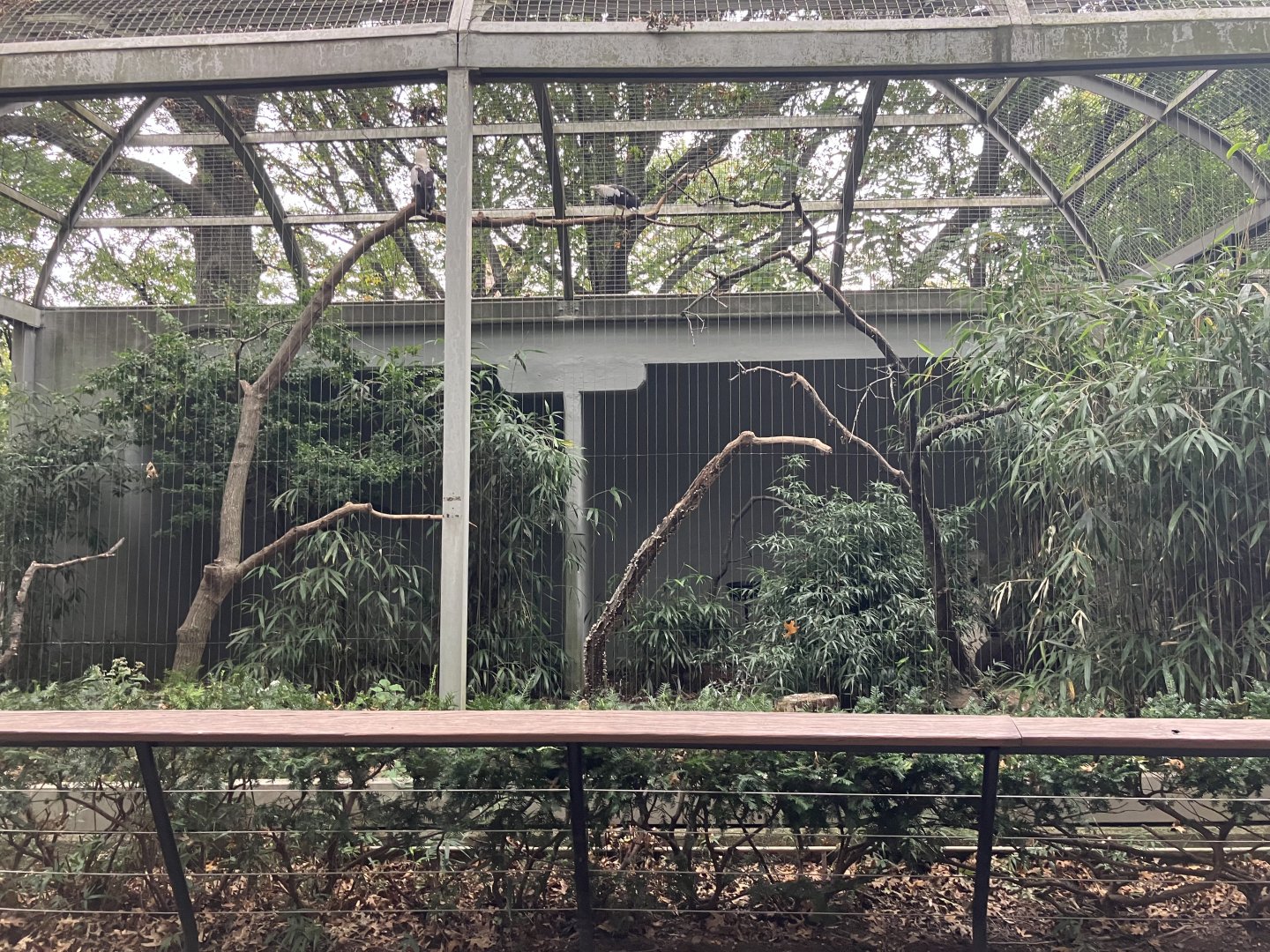 Birds of Prey - Palm Nut Vulture Exhibit