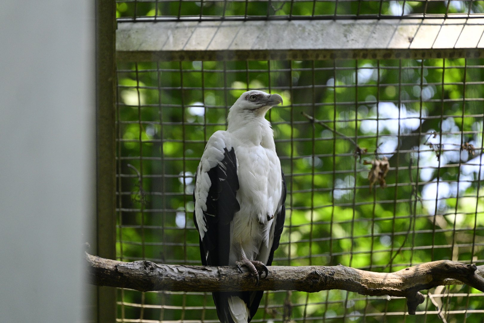 Birds of Prey - Palm-nut Vulture (Gypohierax angolensis)