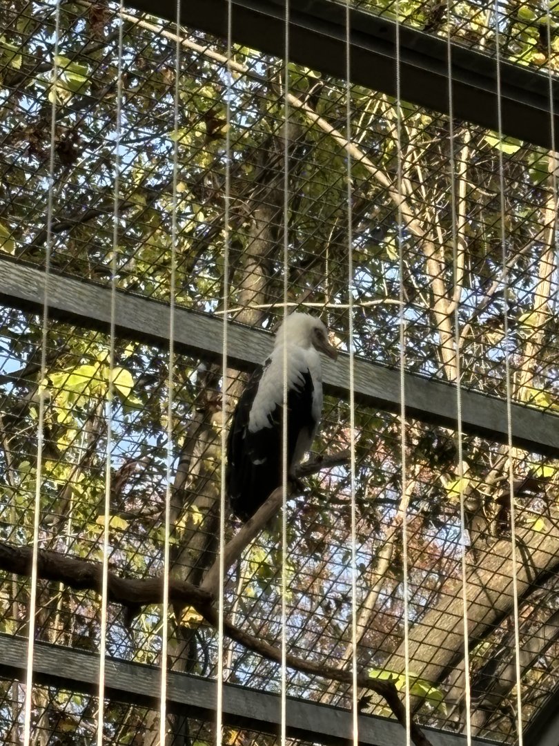 Birds of Prey- Palm-nut Vulture