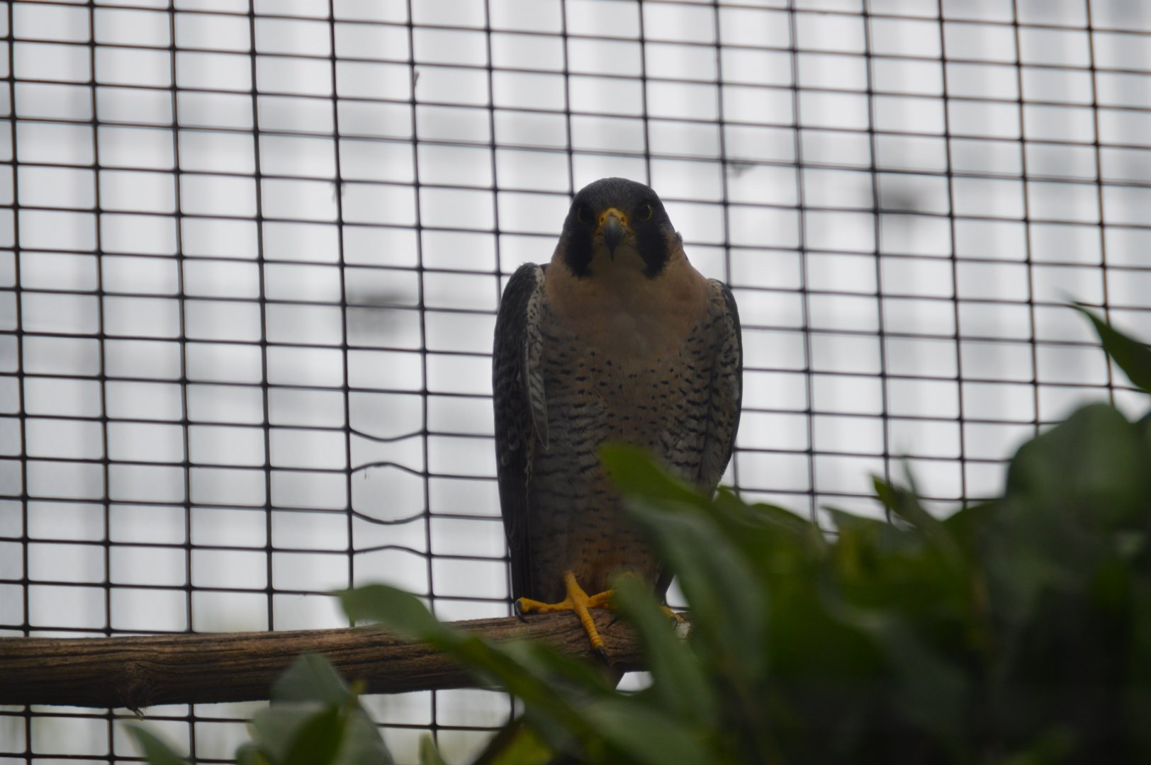 Birds of Prey - Peregrine Falcon (Falco peregrinus)