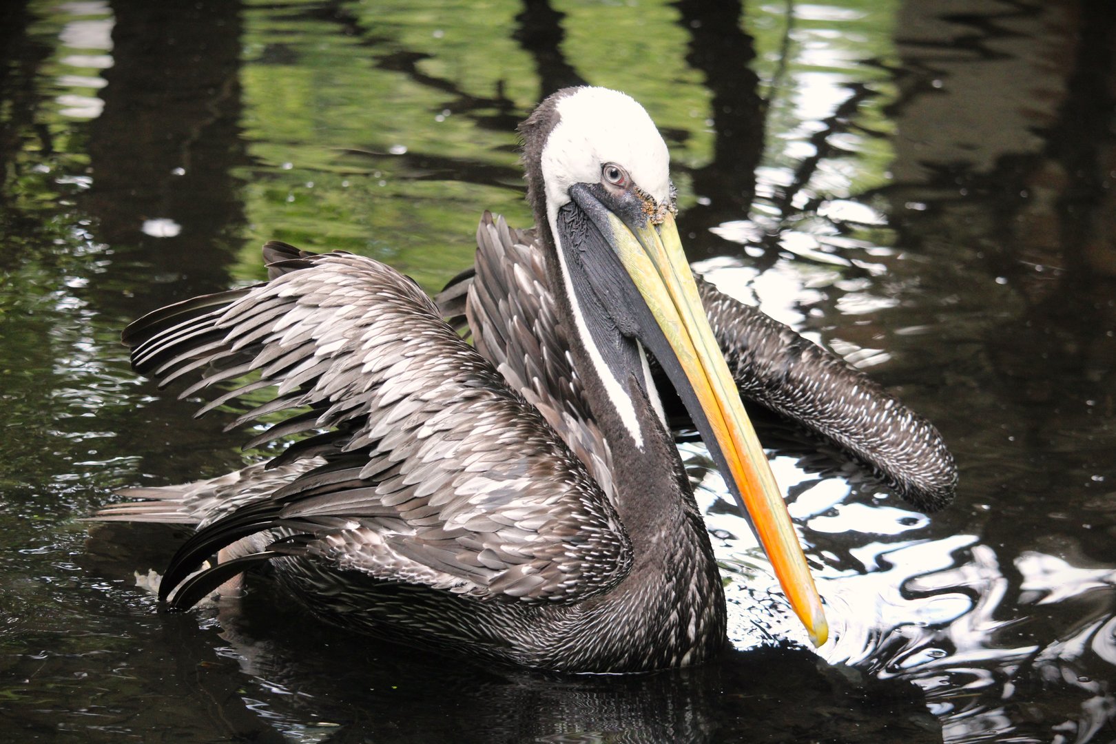 Birds of Prey - Peruvian Pelican