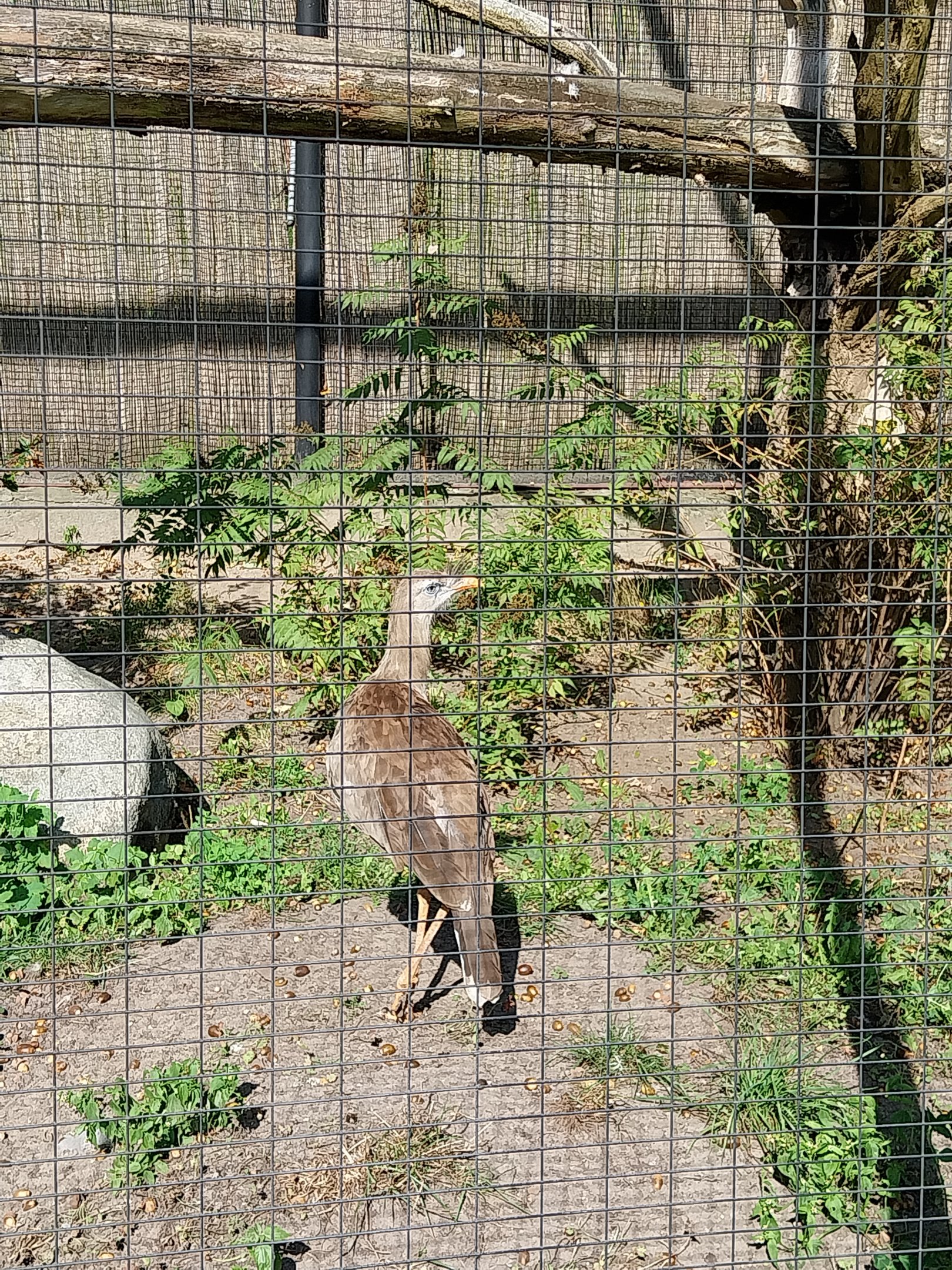 Birds of Prey - Red-legged Seriema (Caraima cristata)
