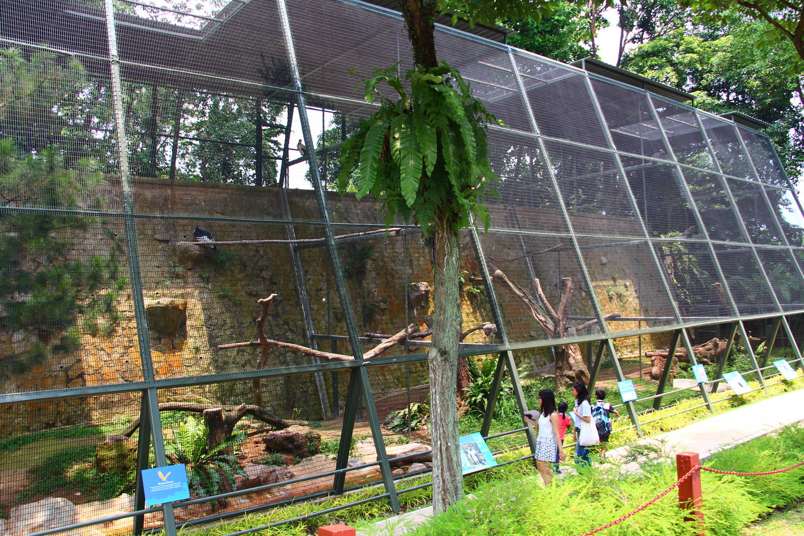 Birds of Prey - Scavengers aviary