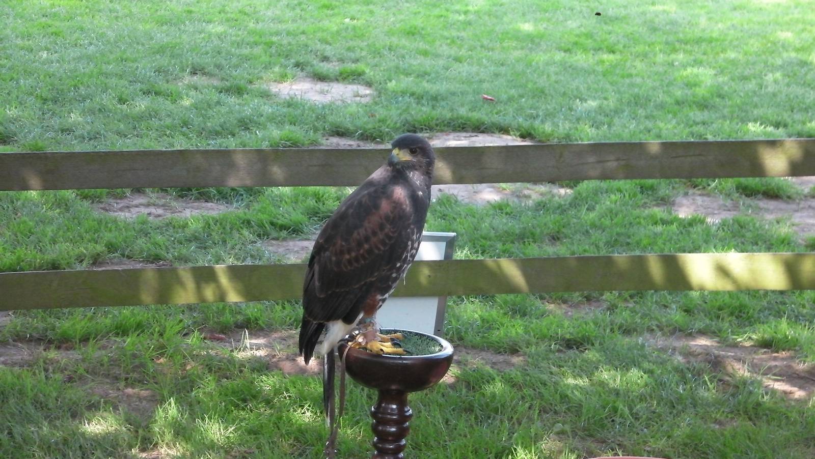 Birds of Prey Show - 02.08.2011
