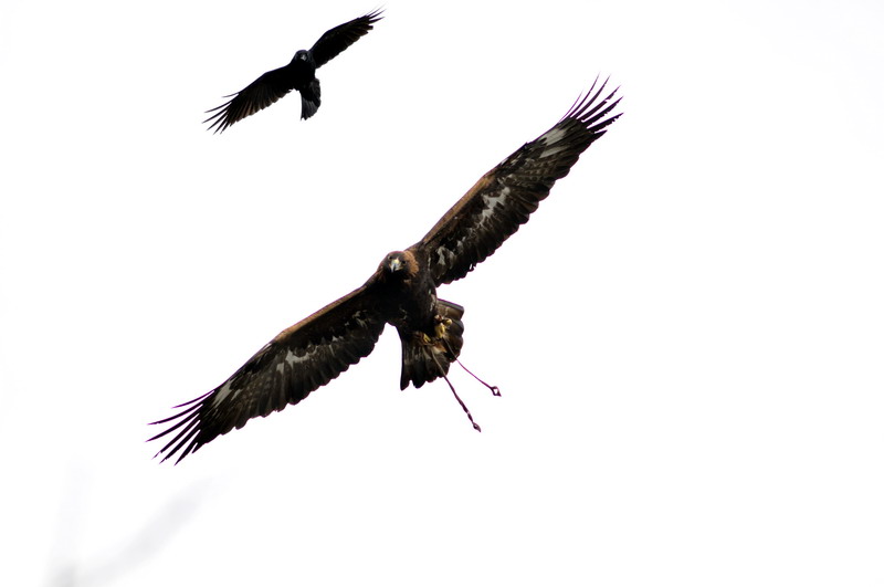 Birds of prey show at munich