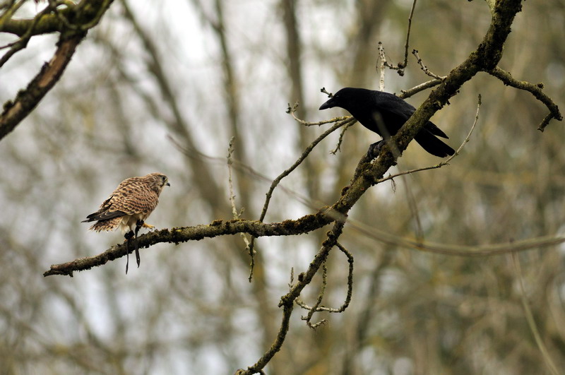 Birds of prey show at munich