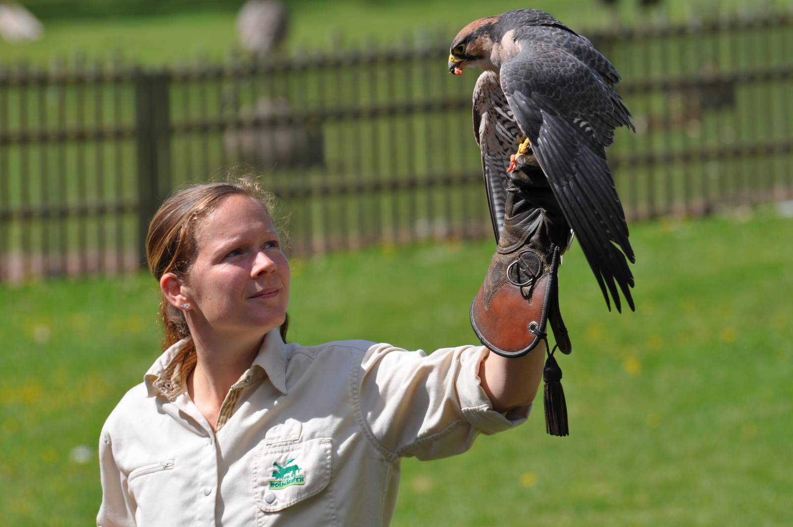 Birds of prey show