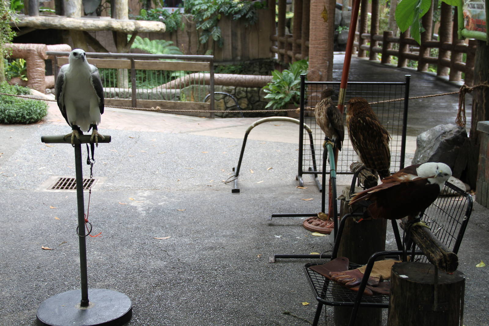 Birds of Prey Show