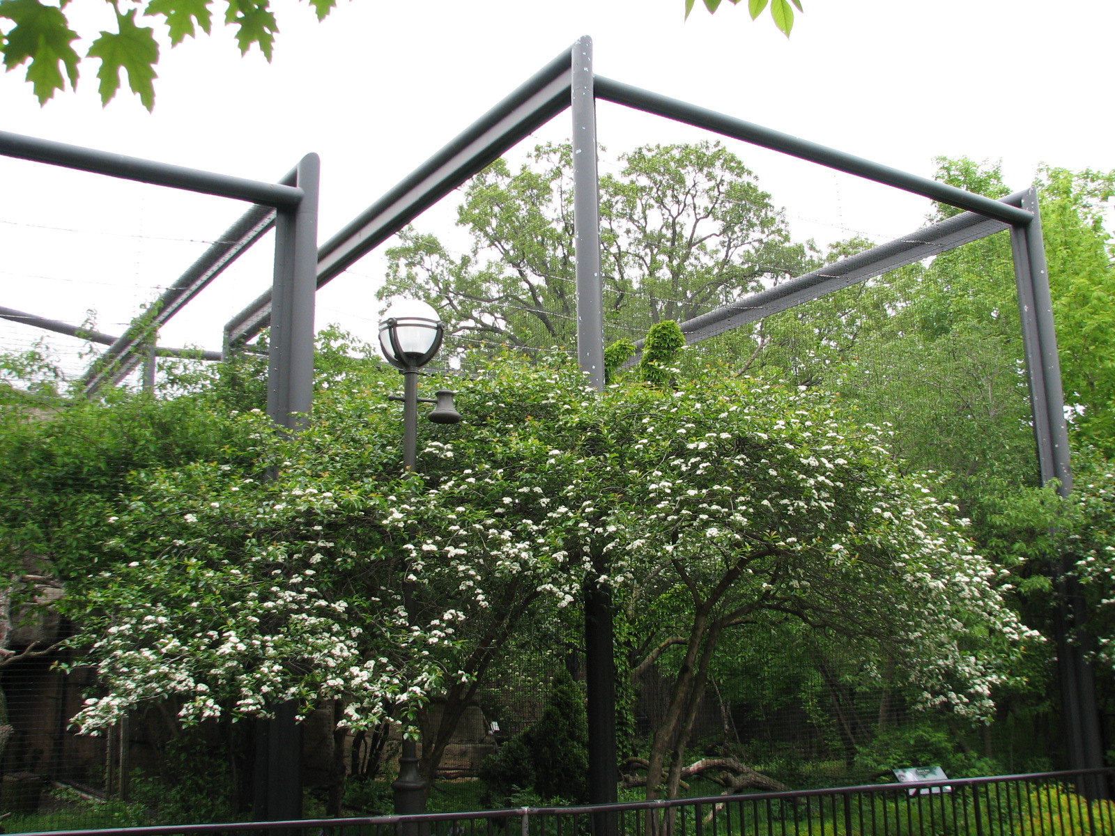 Birds of Prey - Snowy Owl Exhibit