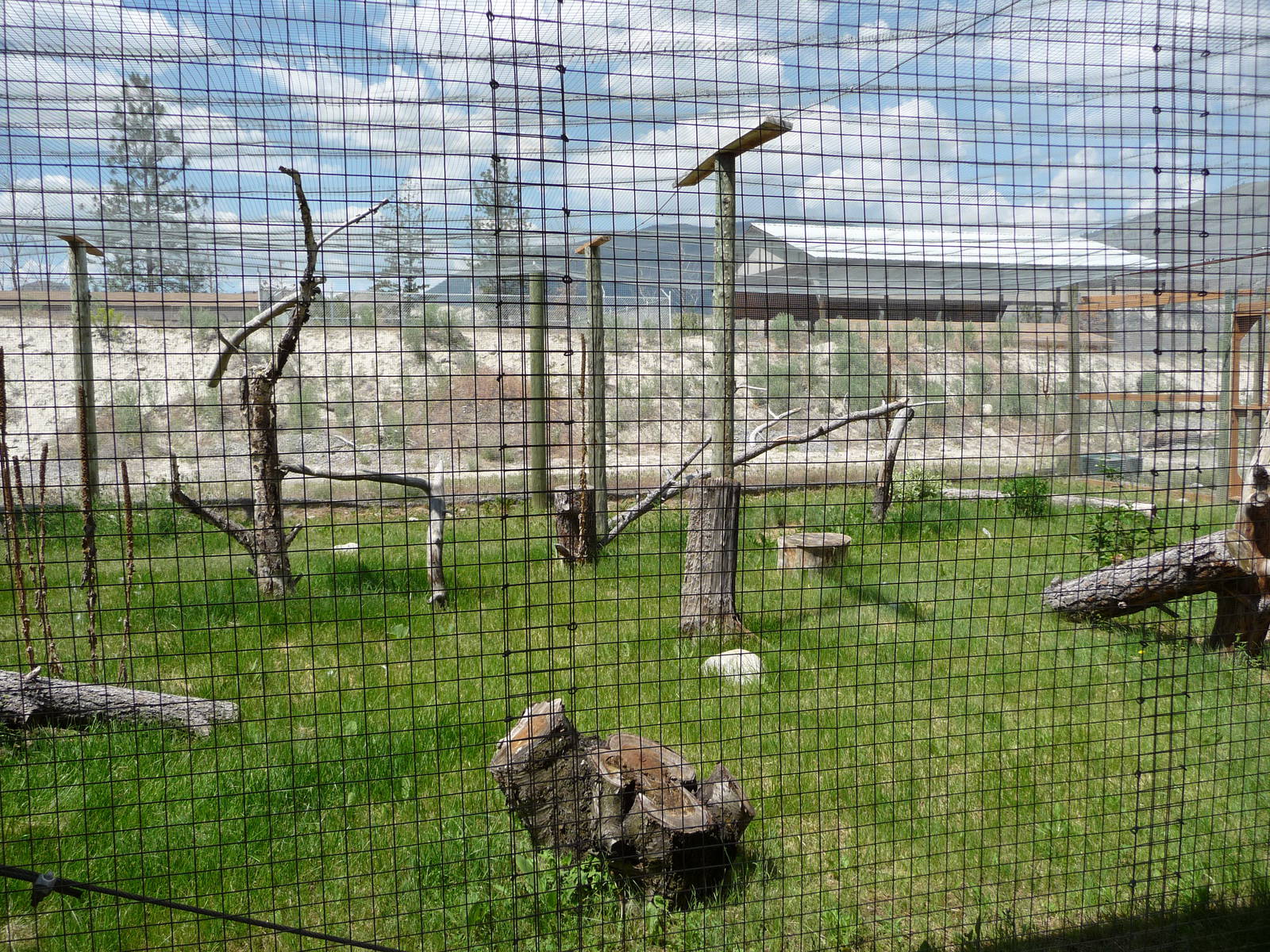 Birds Of Prey - Snowy Owl Exhibit