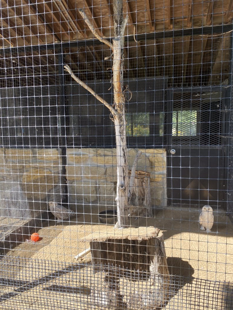 Birds of prey- snowy owl exhibit