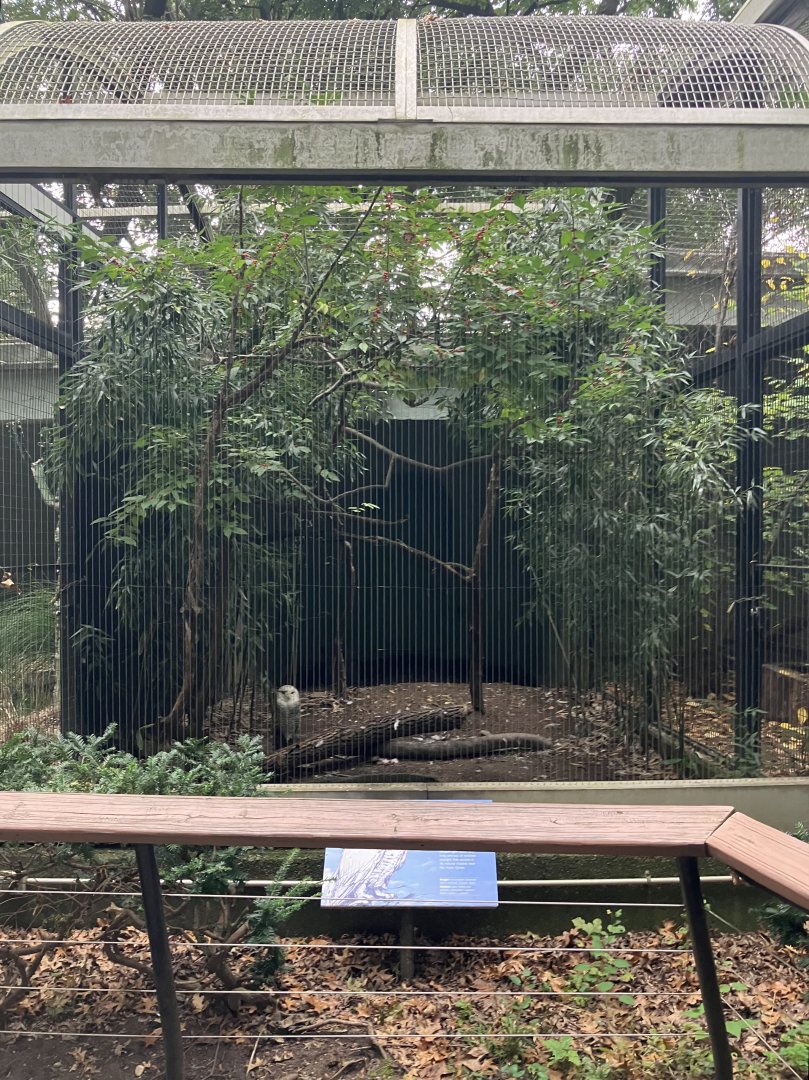 Birds of Prey - Snowy Owl Exhibit