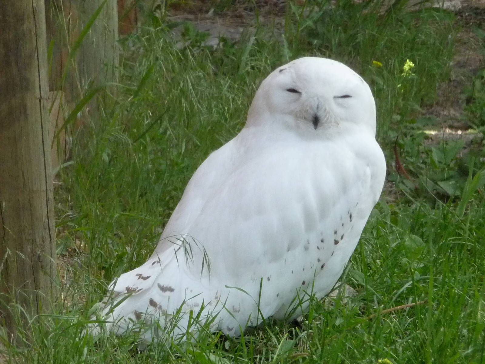 Birds Of Prey - Snowy Owl