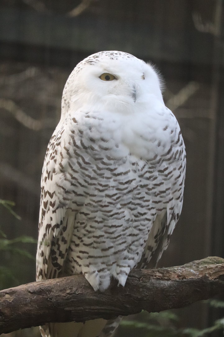 Birds of Prey - Snowy Owl