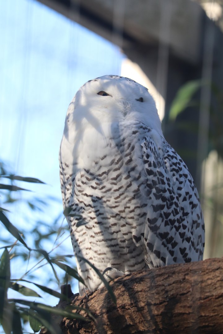 Birds of Prey - Snowy Owl
